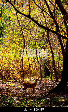 Kaziranga, Assam, Indien. 3. März 2015. Ein Schwein Reh grasen im Kaziranga Nationalpark in Golaghat Bezirk der nordöstlichen Bundesstaat Assam auf The World Wildlife Day am 3. März 2015. Es gibt siebzehn Arten von Säugetieren, Vogelarten und zehn Arten von Reptilien, die auf der gefährdeten Liste im Kaziranga hat die weltweit größte Konzentration von indischen einen gehörnten Nashorn dreiundzwanzig. © Luit Chaliha/ZUMA Wire/ZUMAPRESS.com/Alamy Live-Nachrichten Stockfoto