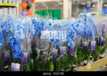 Blaue Orchidee Nahaufnahme im store Stockfoto