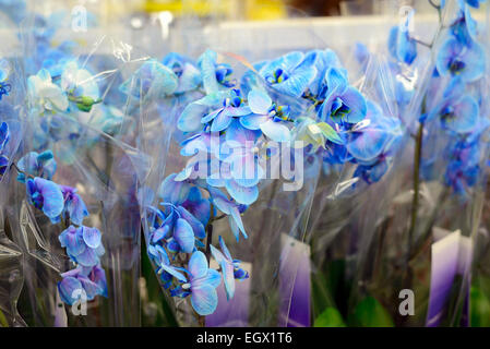 Blaue Orchidee Nahaufnahme im store Stockfoto