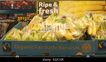 Bio-Lebensmittel Fairtrade reif frisch Bananen in Boxen auf Regalen angezeigt Obst zum Verkauf innen große Tesco Lebensmittel Supermarkt Store London England Großbritannien Stockfoto