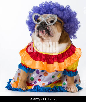 lustiger Hund - englische Bulldogge gekleidet wie ein Clown auf weißem Hintergrund Stockfoto