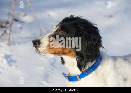 Ein Vorstehhund testet den Wind auf einem schneebedeckten Feld. Stockfoto