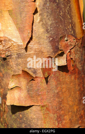 Interessante, Abplatzungen, peeling Schichten der bunten Rinde der leichte Ahornbaum im Sonnenschein mit Textur und dünne Oberfläche Stockfoto