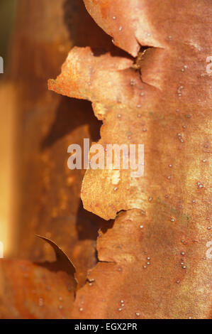 Interessante, Abplatzungen, peeling Schichten der bunten Rinde der leichte Ahornbaum im Sonnenschein mit Textur und dünne Oberfläche Stockfoto