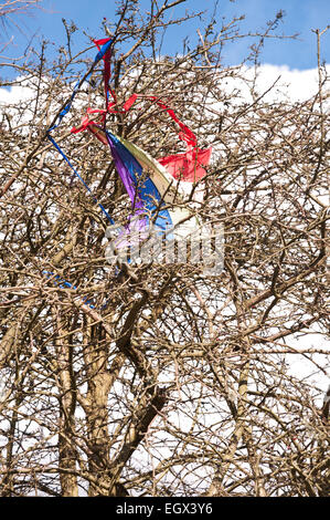 Reste der zerrissenen und zerfetzten Kite knurrte und gefangen in den Ästen eines Baumes gerissen Stockfoto