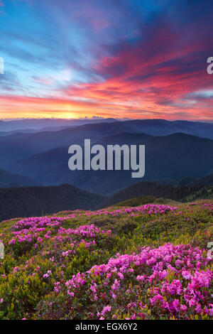 Rhododendron im Gebirge auf einen Hintergrund-Sonnenaufgang Stockfoto