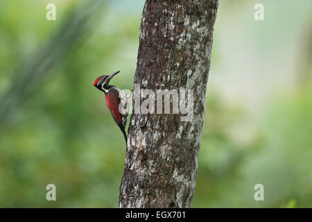 Red-backed Flameback (Dinopium psarodes) Stockfoto