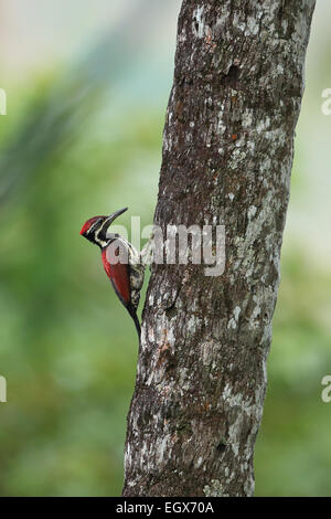 Red-backed Flameback (Dinopium psarodes) Stockfoto