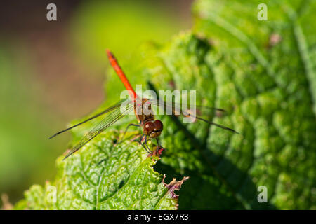 Eine rote Libelle sitzt auf einem Blatt in einem Park Wit unscharf Hintergrund Stockfoto