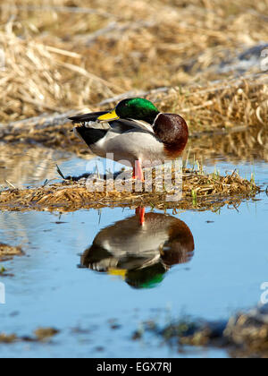 Stockente preens selbst. Stockfoto