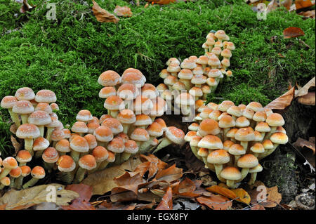 Ziegel-Kappe / Brick Top / Brick Büschel Pilze (Grünblättriger Sublateritium / Grünblättriger Lateritium) Stockfoto