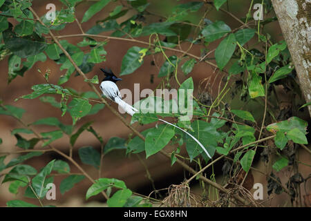 Asian Paradise Flycatcher (Terpsiphone Paradisi) Stockfoto