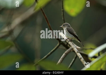 Asiatische braun Flycatcher (Muscicapa Dauurica) Stockfoto