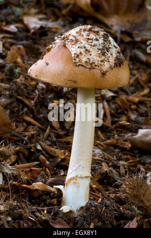 Tawny Grisette (Amanita Fulva / Agaricus Fulvus) zeigen Überbleibsel der universellen Schleier / Velum Stockfoto