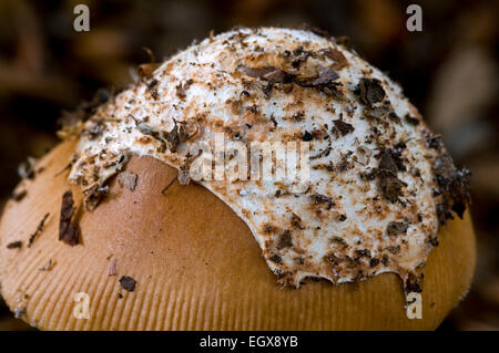 Tawny Grisette (Amanita Fulva / Agaricus Fulvus) zeigen Überbleibsel der universellen Schleier / Velum Stockfoto