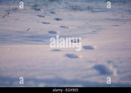 menschliche Spuren im Schnee Stockfoto