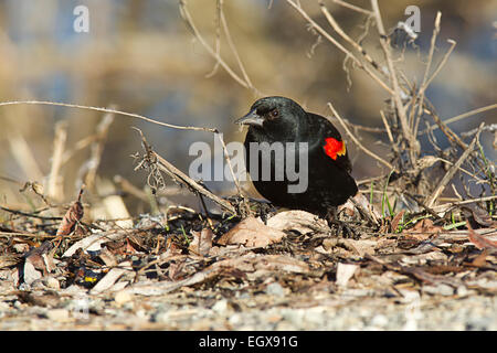 Eine Nahaufnahme von eine rote geflügelte Amsel auf Nahrungssuche. Stockfoto