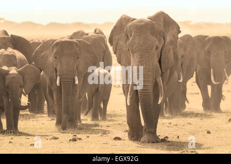 Loxodonta Africana, afrikanischer Bush Elefant. Stockfoto