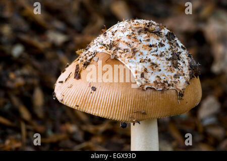 Tawny Grisette (Amanita Fulva / Agaricus Fulvus) zeigen Überbleibsel der universellen Schleier / Velum Stockfoto