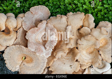 Bittere Auster / bitter Oysterling / adstringierend Panus / leuchtende Panellus (Panellus Stipticus / Agaricus Stypticus) Stockfoto