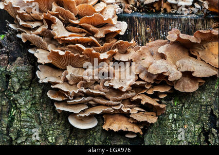 Bittere Auster / bitter Oysterling / adstringierend Panus / leuchtende Panellus (Panellus Stipticus / Agaricus Stypticus) Stockfoto