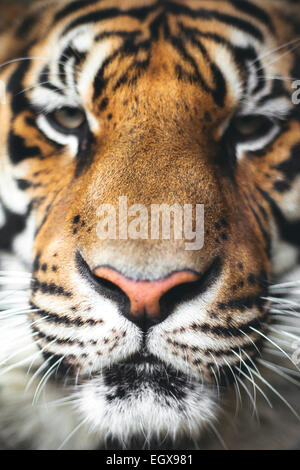 Close-up Portrait eines Tigers. Stockfoto