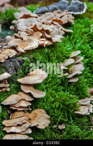 Bittere Auster / bitter Oysterling / adstringierend Panus / leuchtende Panellus (Panellus Stipticus / Agaricus Stypticus) Stockfoto
