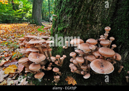 Dunkler Hallimasch (Armillaria Solidipes / Armillaria Ostoyae) auf Basis des infizierten Baum Stockfoto