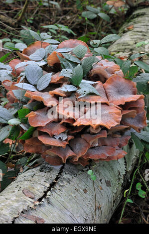 Dunkler Hallimasch (Armillaria Solidipes / Armillaria Ostoyae) wächst im Cluster auf Baumstamm im herbstlichen Wald Stockfoto