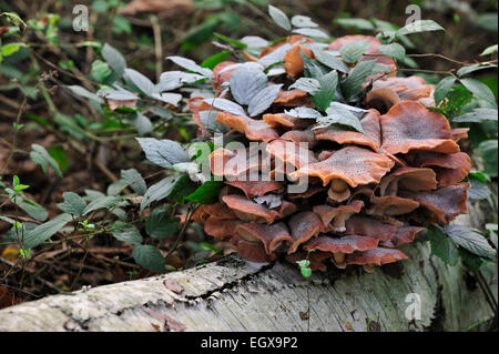 Dunkler Hallimasch (Armillaria Solidipes / Armillaria Ostoyae) wächst im Cluster auf Baumstamm im herbstlichen Wald Stockfoto