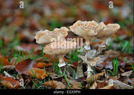 Dunkler Hallimasch (Armillaria Solidipes / Armillaria Ostoyae) unter Laubstreu im herbstlichen Wald Stockfoto