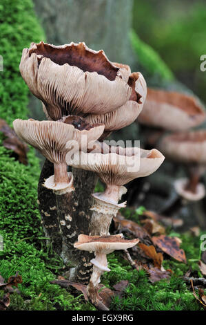 Dunkler Hallimasch (Armillaria Solidipes / Armillaria Ostoyae) im herbstlichen Wald Stockfoto