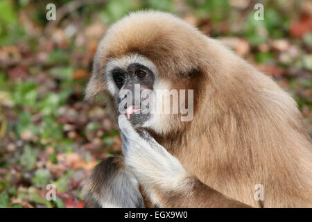 Nahaufnahme des Kopfes eines asiatischen Lar Gibbon oder White-Handed Gibbon (Hylobates Lar) posiert auf dem Boden Stockfoto