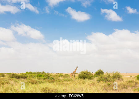 Giraffe in der afrikanischen Wildnis. Stockfoto