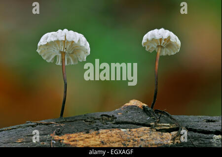Windrad Pilz / Kragen Fallschirm Pilze (Marasmius Rotula / Agaricus Rotula) Stockfoto