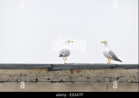 Zwei Möwen stehend auf einem Gebäudedach Stockfoto