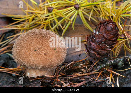 Altrosa Puffball (Lycoperdon hier / Lycoperdon Foetidum) wächst auf dem Waldboden Stockfoto