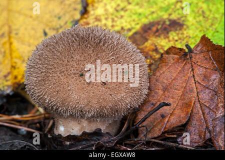 Altrosa Puffball (Lycoperdon hier / Lycoperdon Foetidum) wächst auf dem Waldboden Stockfoto