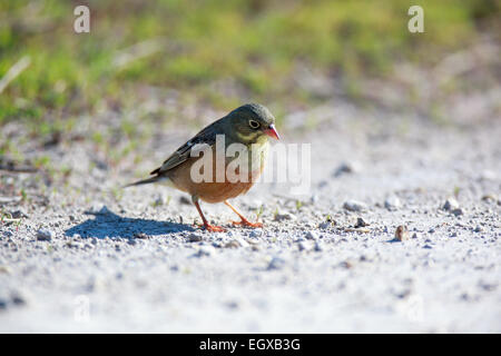 Bunting Ortolan (Emberiza Hortulana). Russland, Rjasan (Ryazanskaya Oblast), Bezirk Pronsky, Kisva. Stockfoto