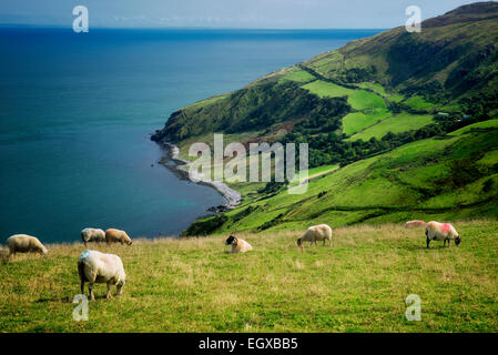 Blick vom Torr Head mit Schafbeweidung. Küste von Antrim, Nordirland Stockfoto