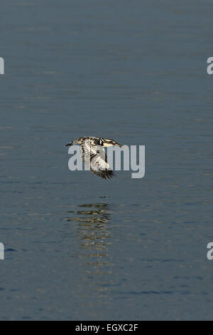 Pied Kingfisher (Ceryle Rudis Travancoreensis) Stockfoto