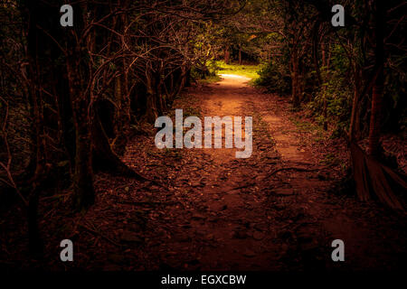 Geheimnis Weg werfen den Wald. Tropenwald-tunnel Stockfoto