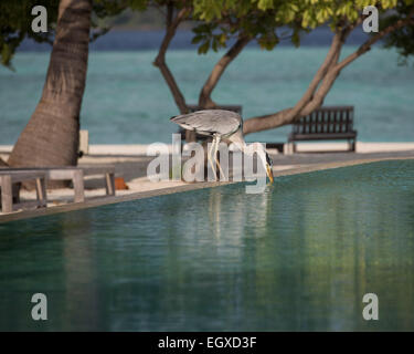 Graureiher (Ardea Cinerea) trinken aus dem Schwimmbad in einer Hotelanlage auf einer tropischen Insel auf den Malediven Stockfoto