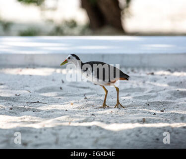 Gasthauses weiß-breasted Wasser Henne (Amaurornis Phoenicurus Maldivus) von einem Schwimmbad in einem Resort auf den Malediven Stockfoto