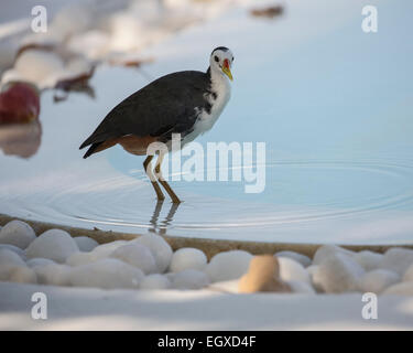 Gasthauses weiß-breasted Wasser Henne (Amaurornis Phoenicurus Maldivus) trinken von einem Swimmingpool in einem Resort auf den Malediven Stockfoto