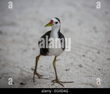 Gasthauses weiß-breasted Wasser Henne (Amaurornis Phoenicurus Maldivus) in einem Resort auf den Malediven Stockfoto