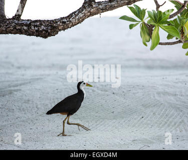 Gasthauses weiß-breasted Wasser Henne (Amaurornis Phoenicurus Maldivus) in einem Resort auf den Malediven Stockfoto