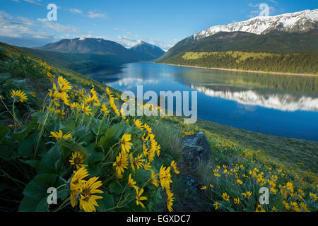 Balsamwurzel wächst entlang der Moräne Wallowa im östlichen Oregon im späten Frühjahr. Wallowa See und die Berge Wallowa sind in der b Stockfoto