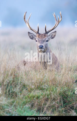 Young-Rothirsch (Cervus Elaphus) Hirsch Verlegung in Grünland Stockfoto