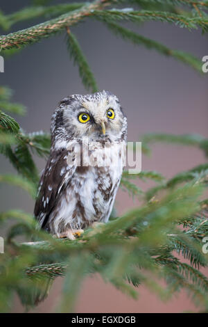 Nahaufnahme einer Boreal Eule (Aegolius Funereus) thront in einer Tanne (Abies) Stockfoto